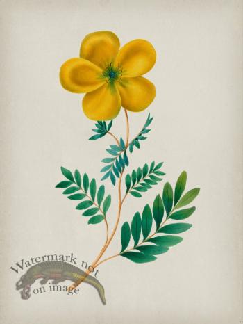 Andean Botanicals 022